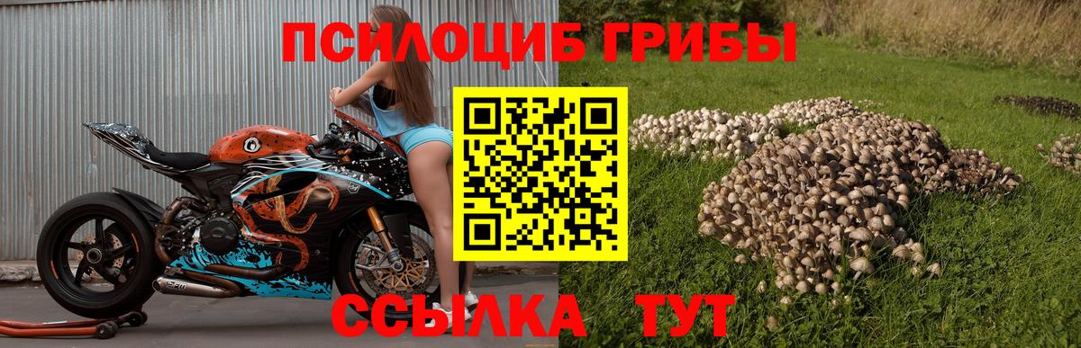 Галлюциногенные грибы Psilocybe Новоалтайск